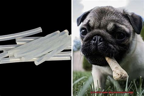 Is dried glue toxic to dogs?